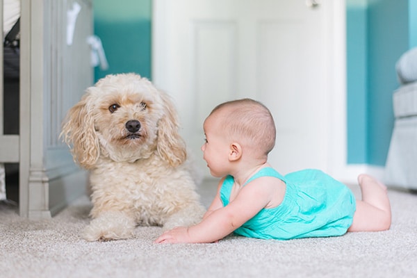 a dog and baby on carpet